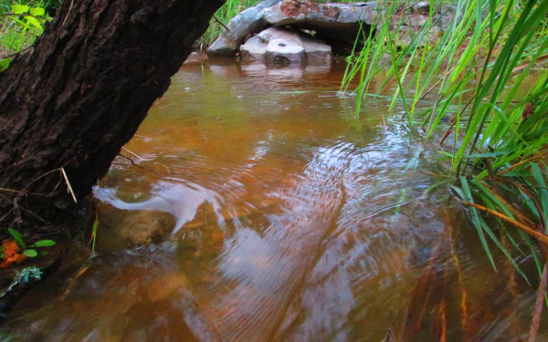 A tranquil nature scene featuring a clear stream flowing under a tree, captured in stunning 4K Ultra HD for a vivid PC desktop wallpaper and background.