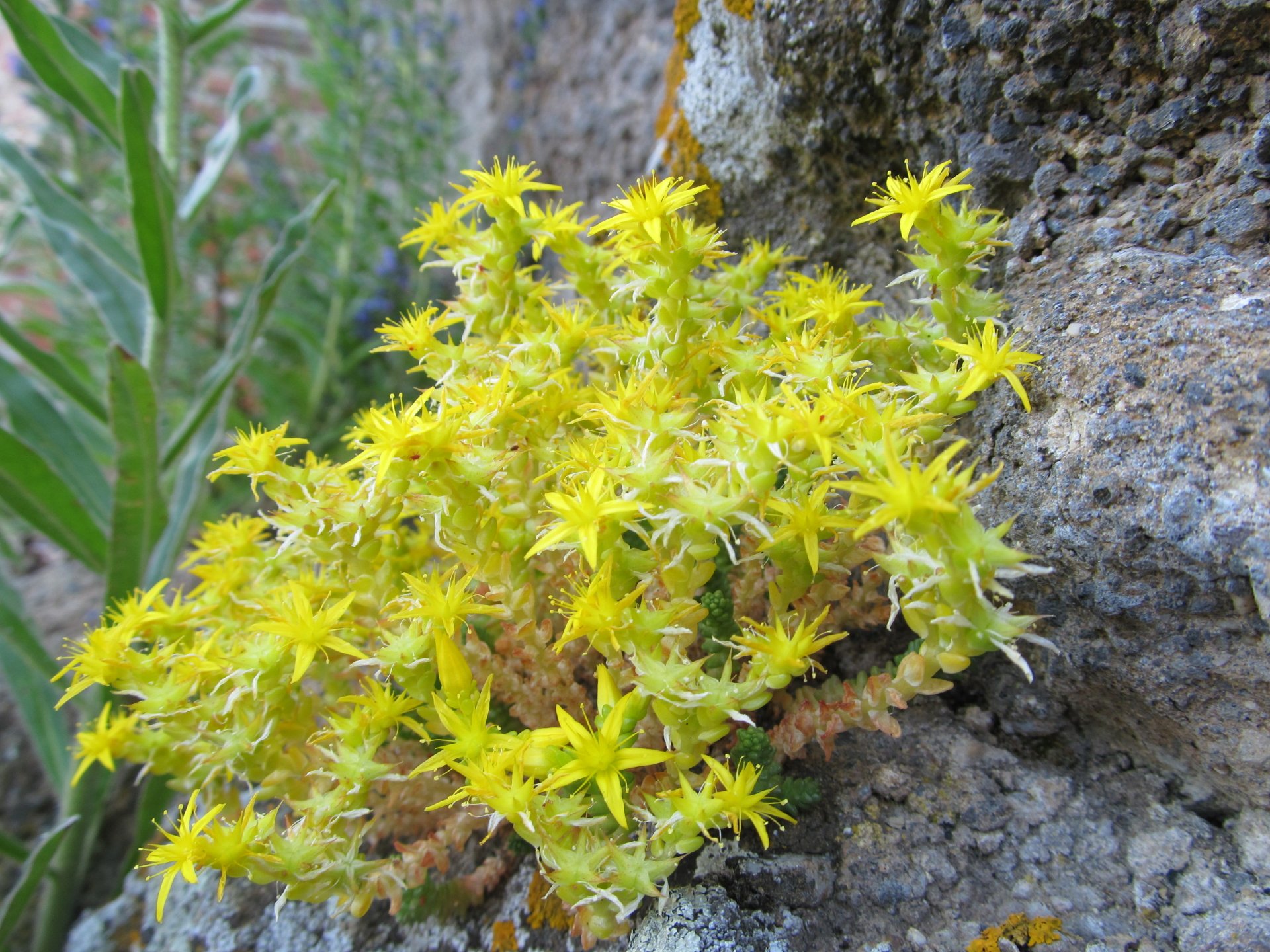 flower by AlphaSystem