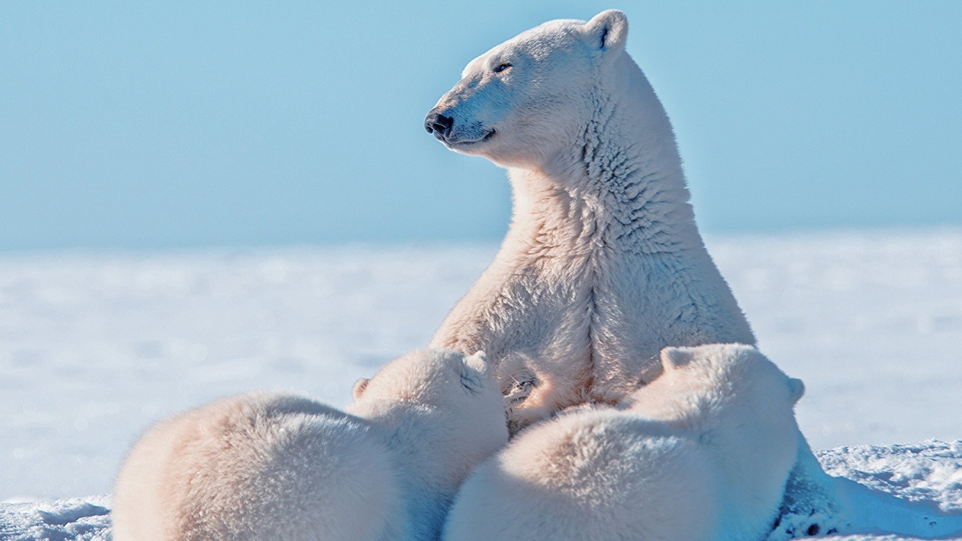 2K Quad HD PC desktop wallpaper of an animal — a polar bear mother with two cubs cuddled on a snowy Arctic plain beneath a clear blue sky.