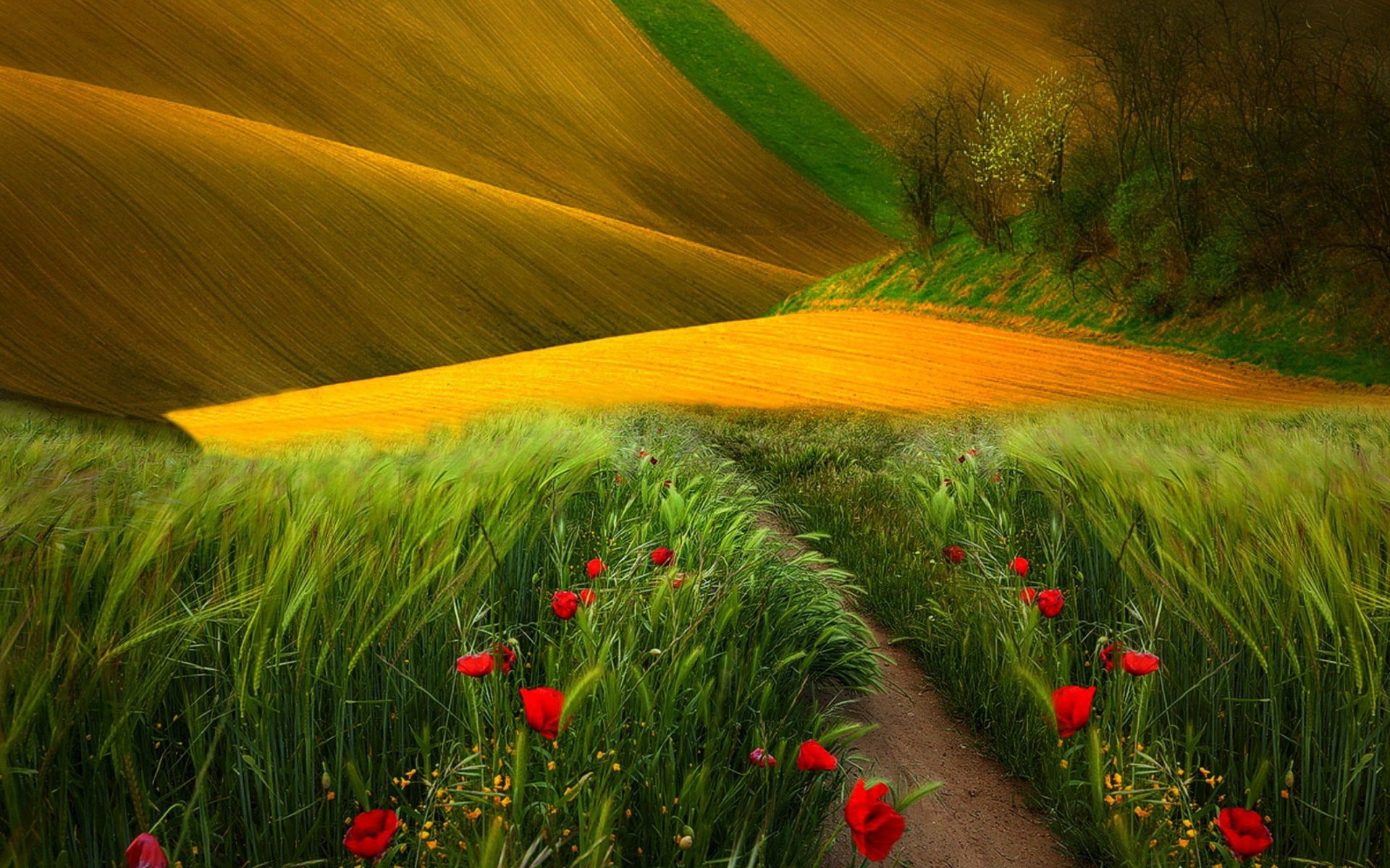 A vibrant landscape featuring a field of lush grass and colorful flowers, with rolling hills in the background, creating a serene nature scene for an HD desktop wallpaper.