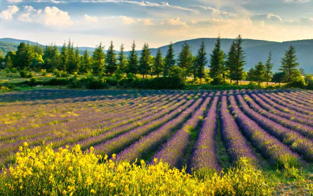 nature lavender HD Desktop Wallpaper | Background Image