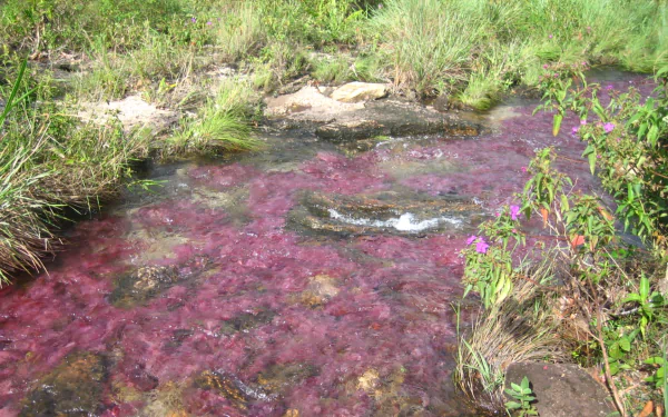 nature Caño Cristales HD Desktop Wallpaper | Background Image