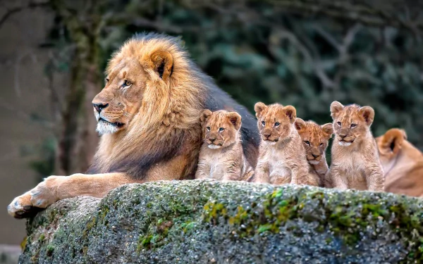 HD wallpaper of a majestic adult lion and four adorable cubs resting on a rock, capturing a serene family moment in the wild.