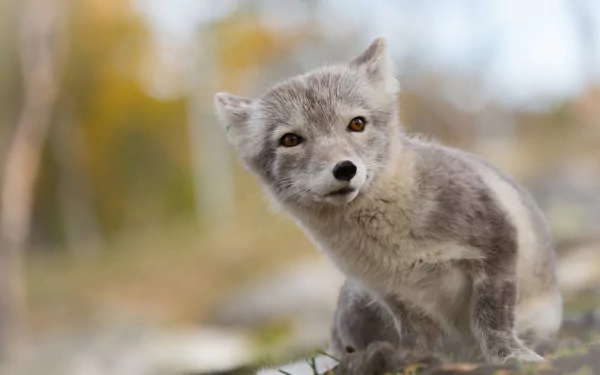 A close-up of an arctic fox with soft gray fur, set against a blurred natural background, perfect for use as an HD desktop wallpaper or background.