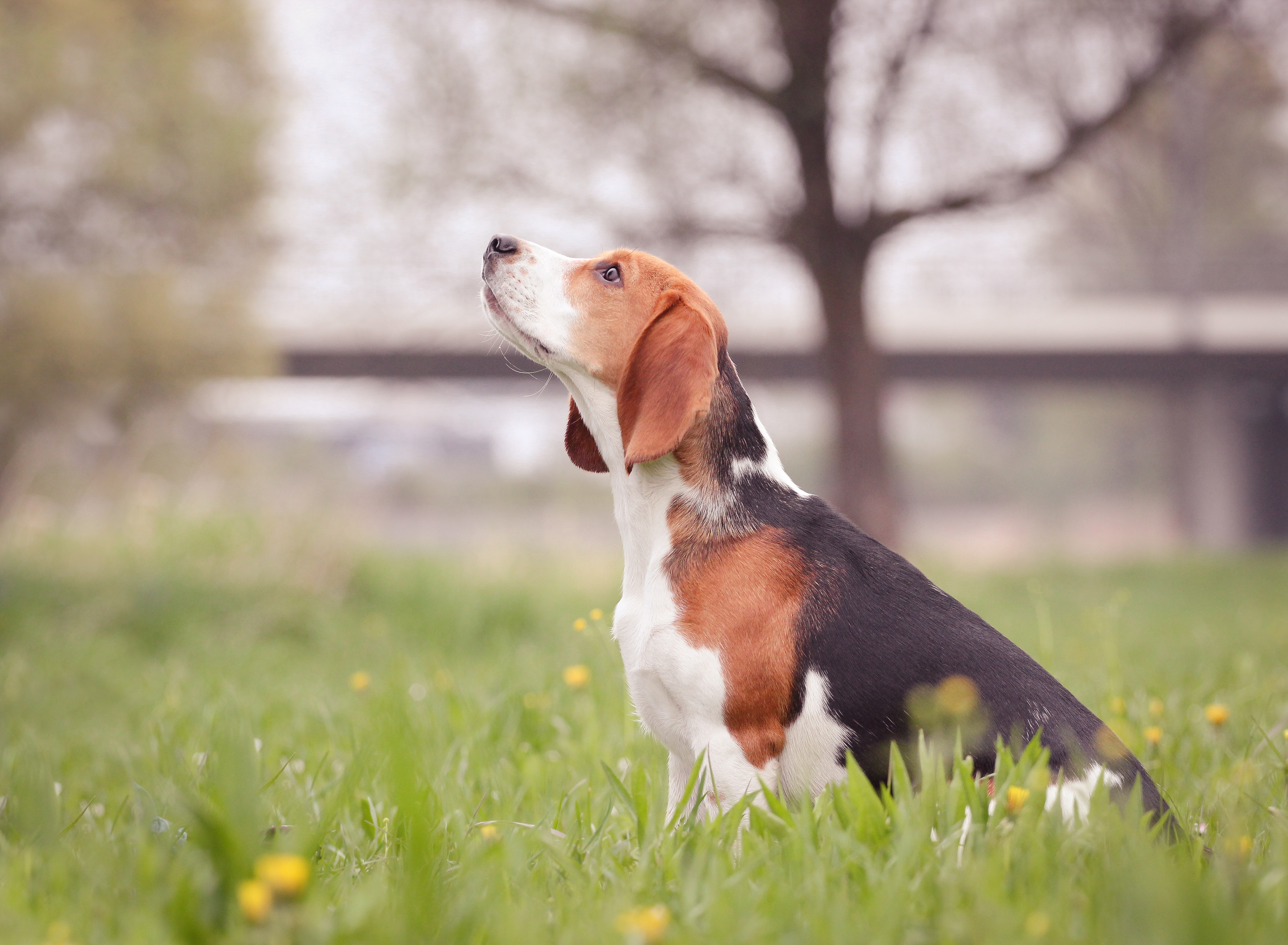 120+ Beagle HD Wallpapers and Backgrounds