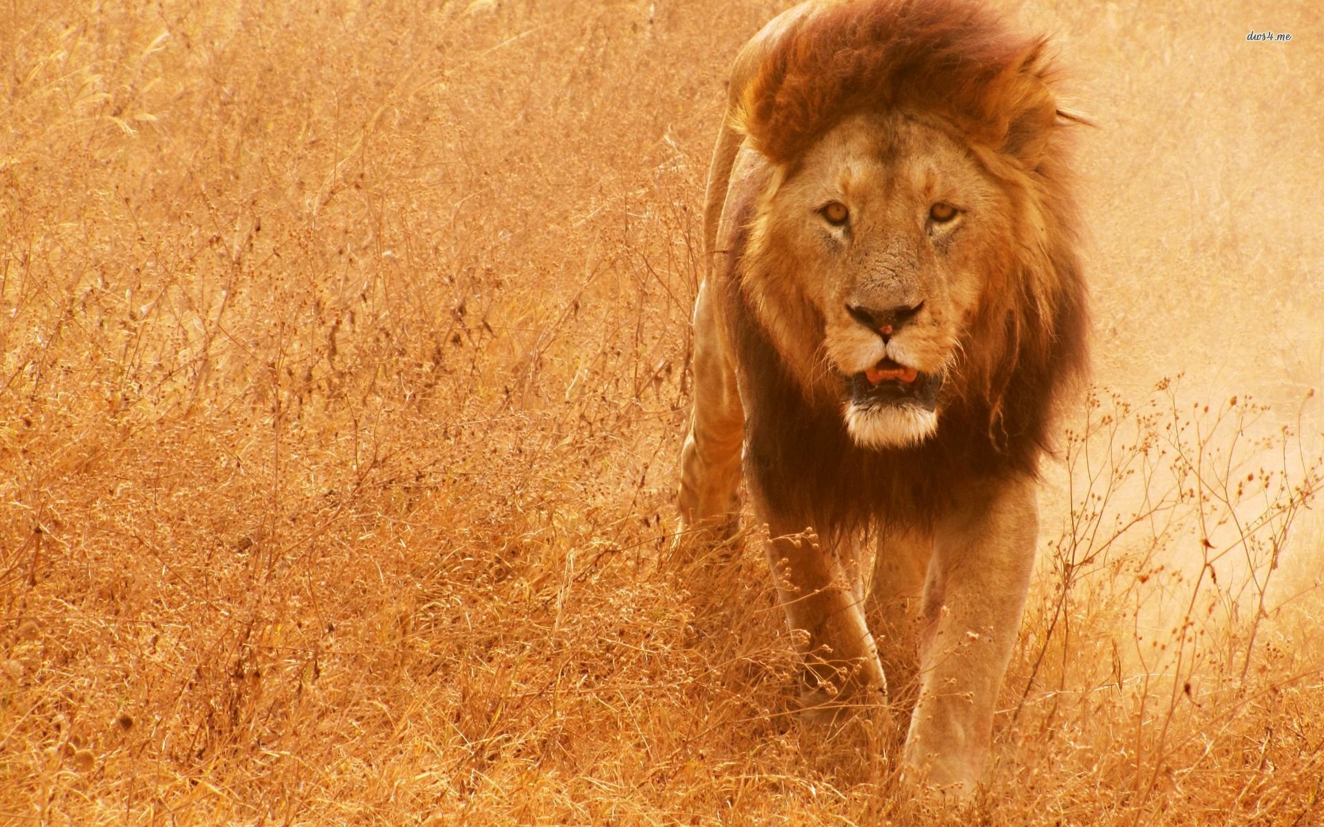 A majestic lion walks through golden grasses, captured in stunning detail, creating an impactful HD wallpaper for wildlife enthusiasts and nature lovers.