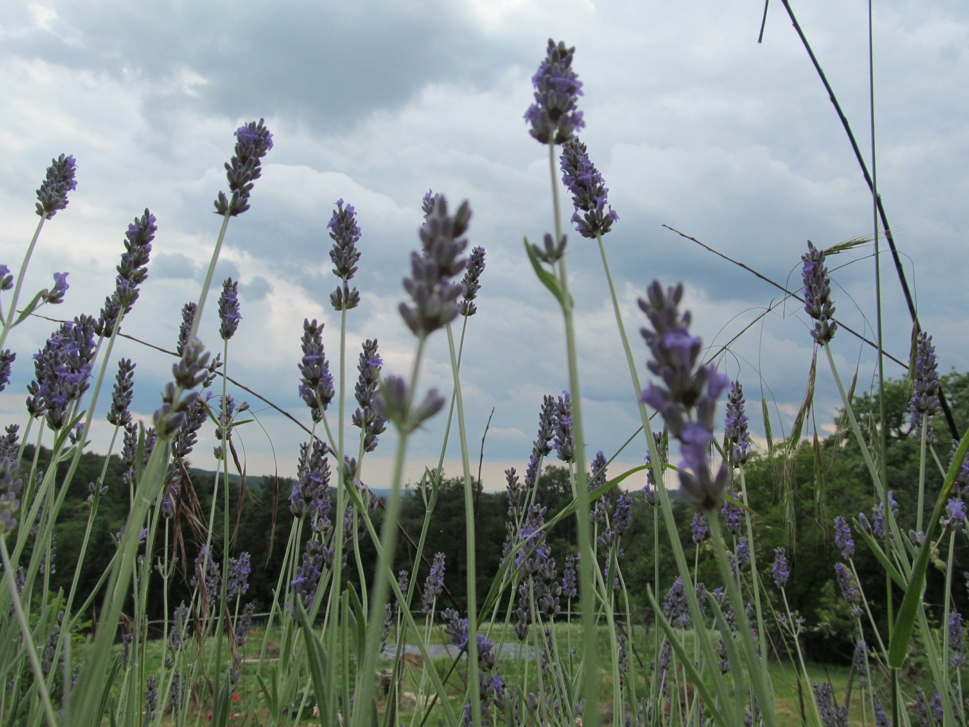 sivka by AlphaSystem