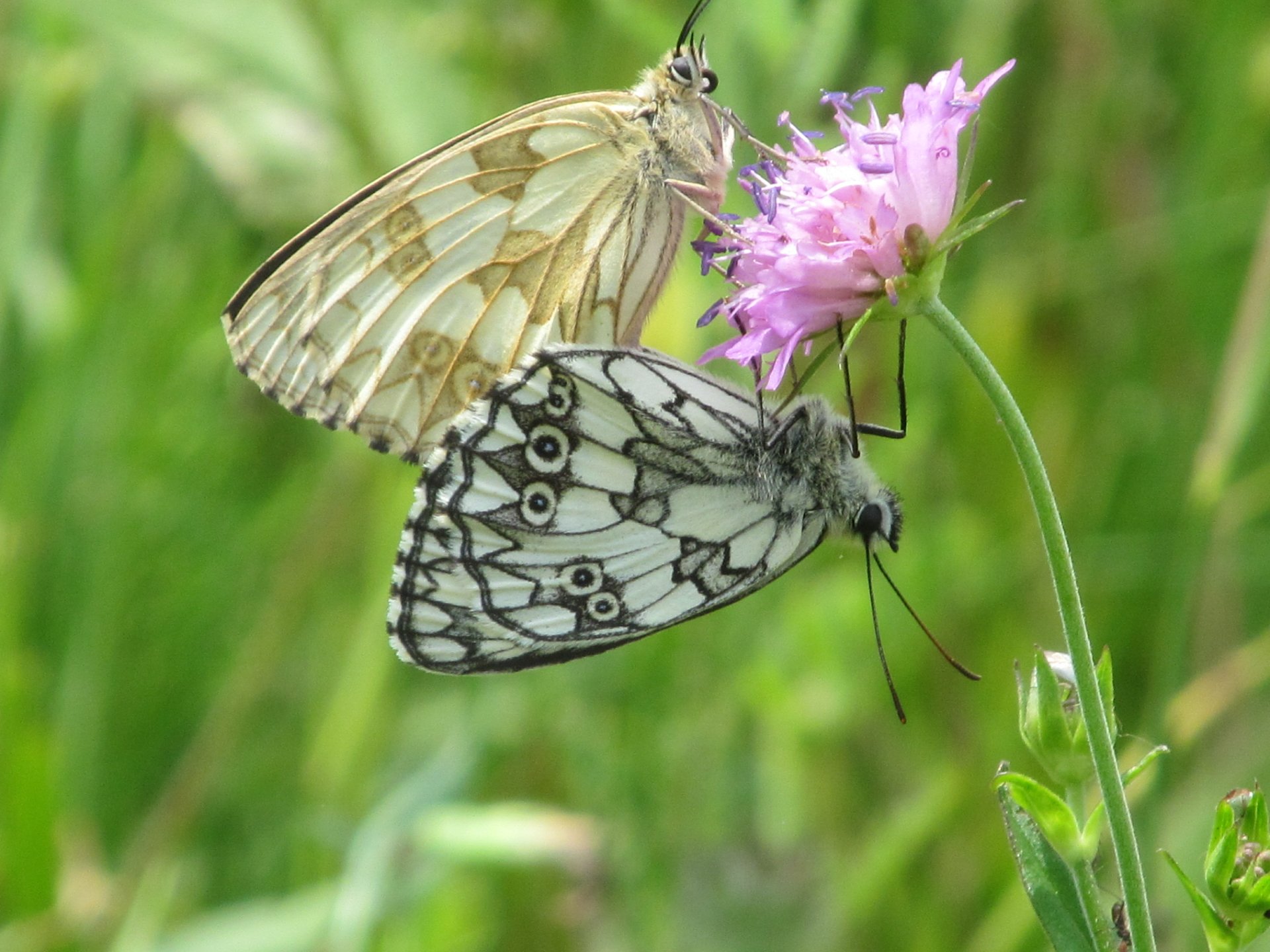 Two butterflies feeding on a pink flower in a green field, captured in crisp 4K Ultra HD for a vibrant PC desktop wallpaper and background.