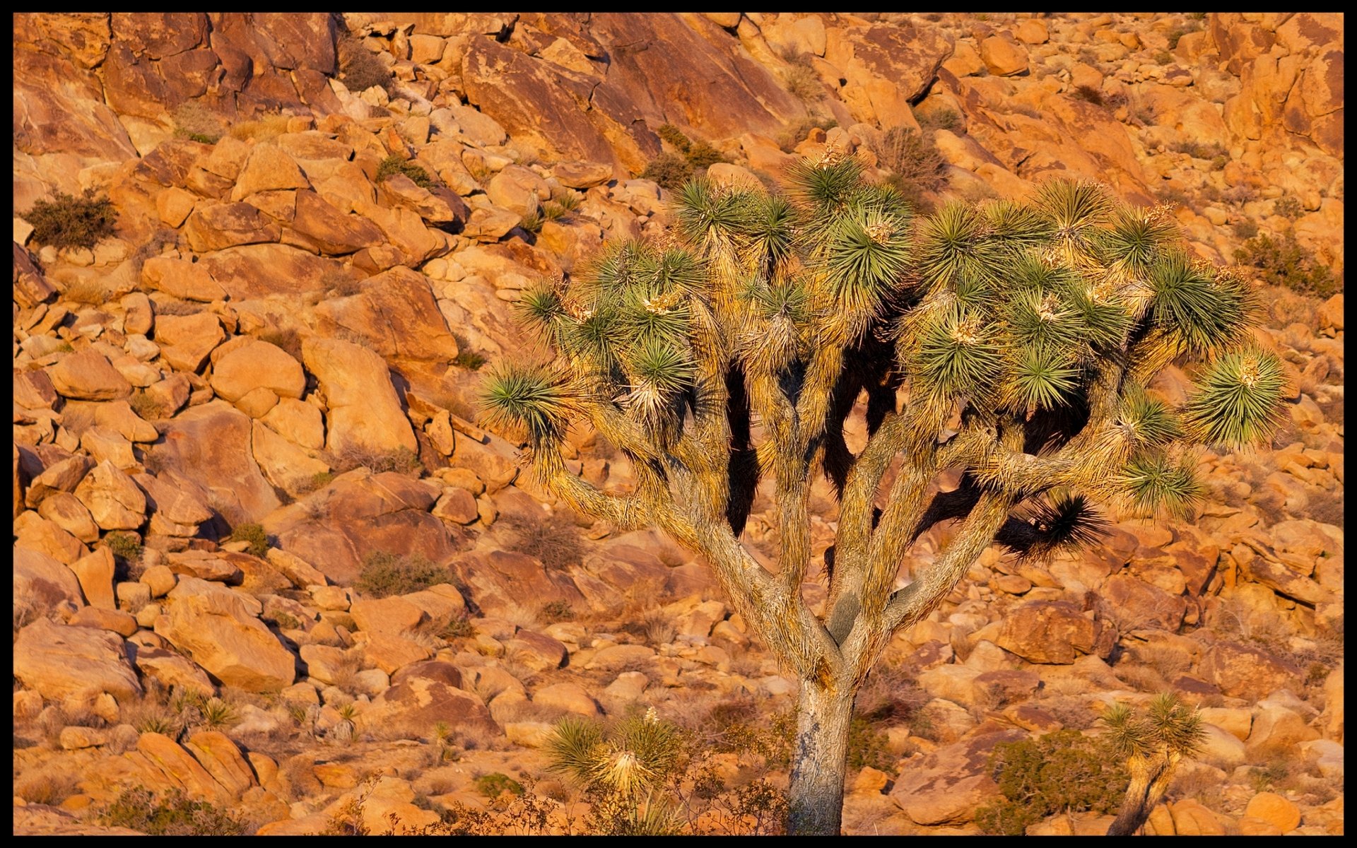Download Nature Joshua Tree National Park HD Wallpaper