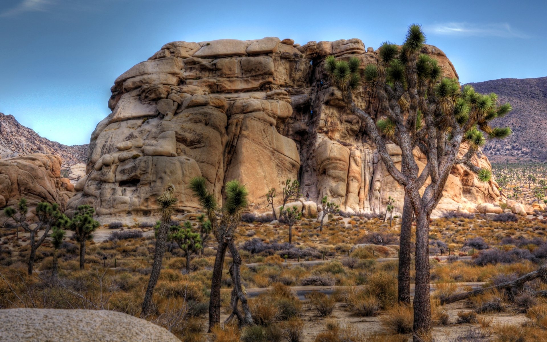 Download Nature Joshua Tree National Park HD Wallpaper | 2560x1600 ...
