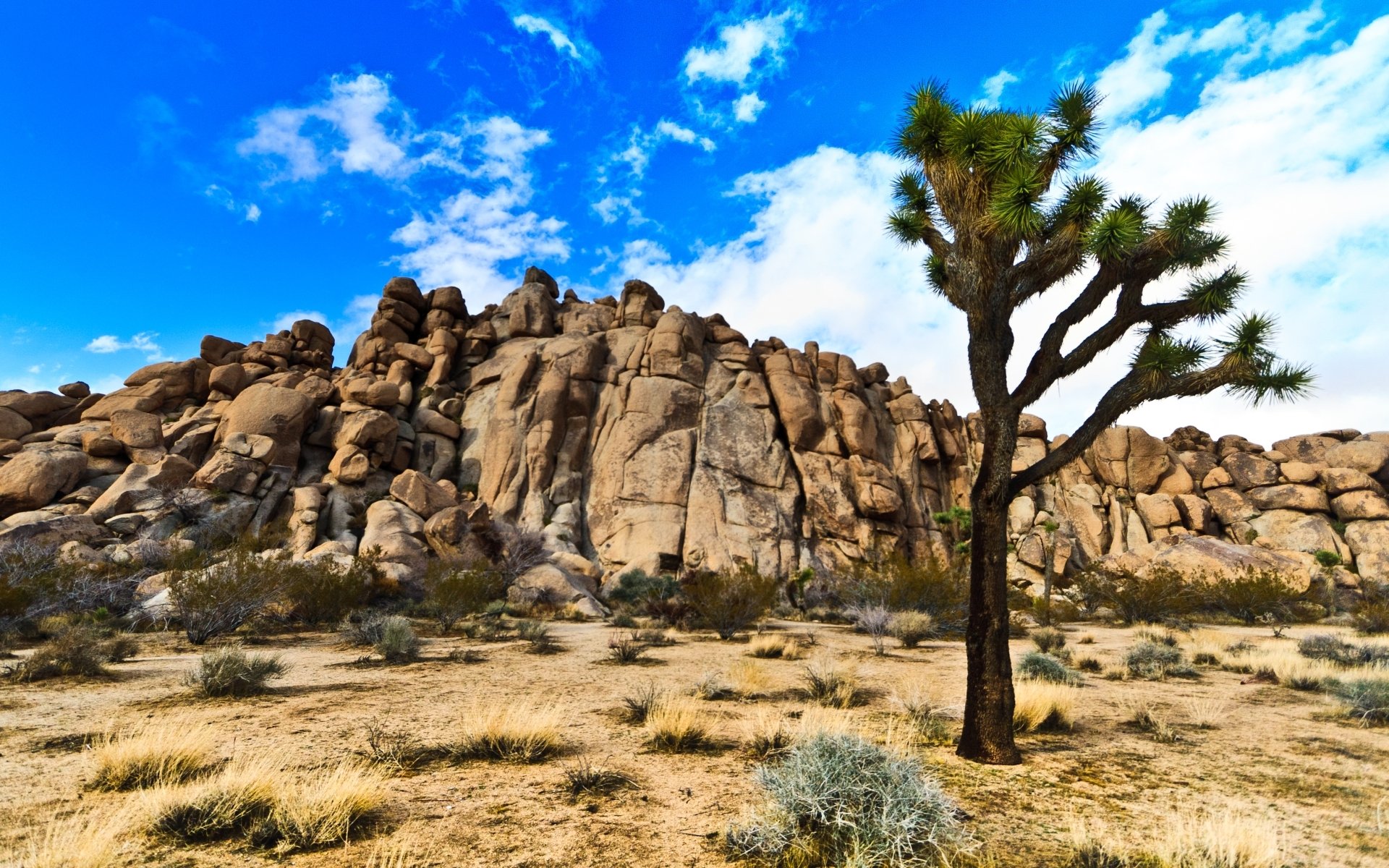 Download Nature Joshua Tree National Park HD Wallpaper