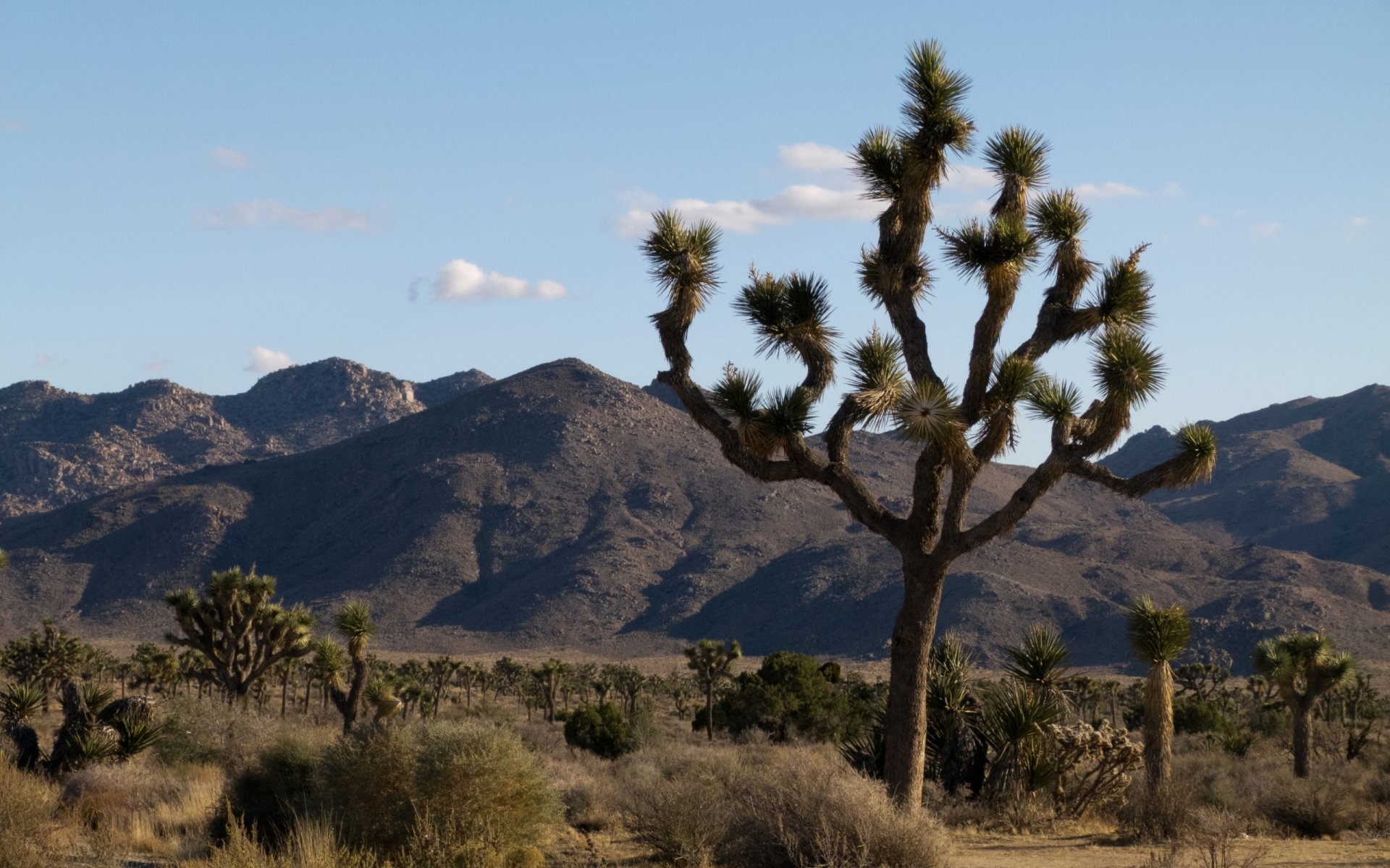 Download Nature Joshua Tree National Park HD Wallpaper
