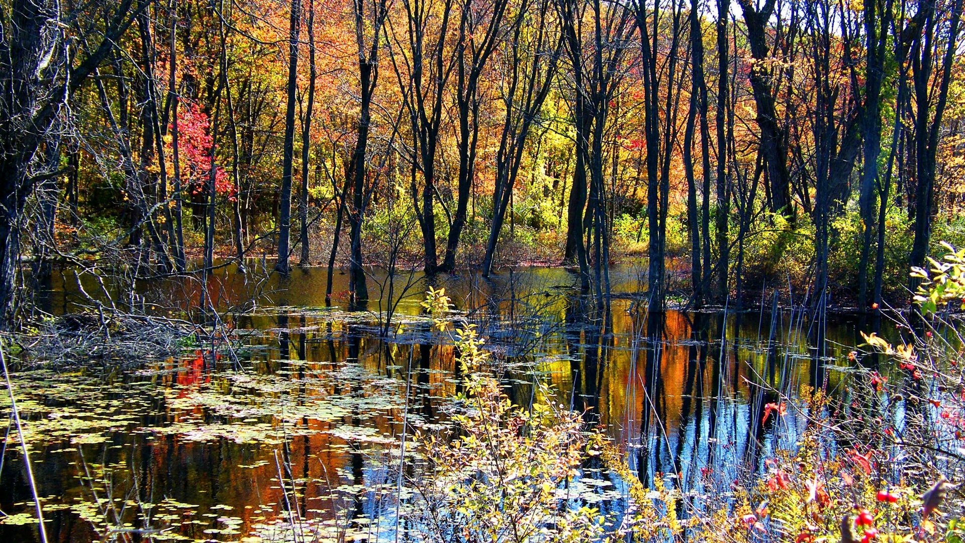 Download Nature Swamp HD Wallpaper