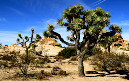 nature Joshua Tree National Park HD Desktop Wallpaper | Background Image