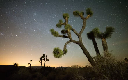 nature Joshua Tree National Park HD Desktop Wallpaper | Background Image