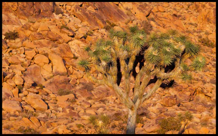 nature Joshua Tree National Park HD Desktop Wallpaper | Background Image