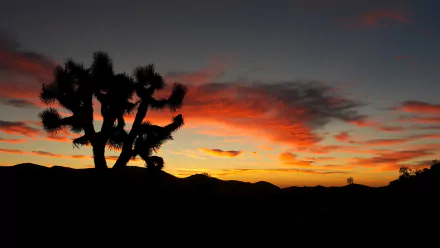 nature Joshua Tree National Park HD Desktop Wallpaper | Background Image