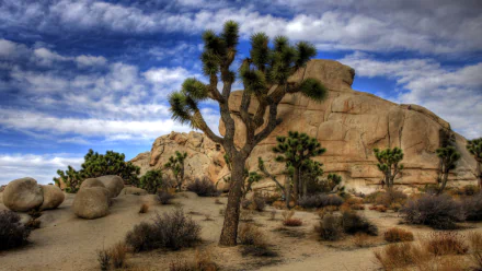 nature Joshua Tree National Park HD Desktop Wallpaper | Background Image
