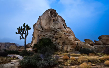 nature Joshua Tree National Park HD Desktop Wallpaper | Background Image