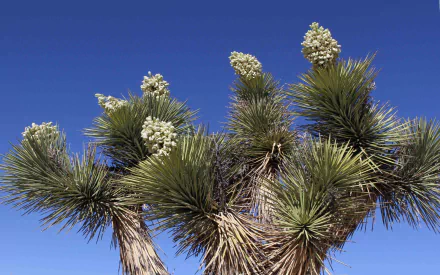 nature Joshua Tree National Park HD Desktop Wallpaper | Background Image