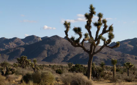 nature Joshua Tree National Park HD Desktop Wallpaper | Background Image