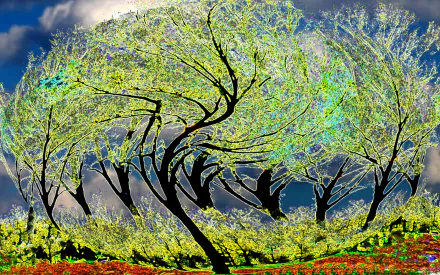 nature twisted tree HD Desktop Wallpaper | Background Image
