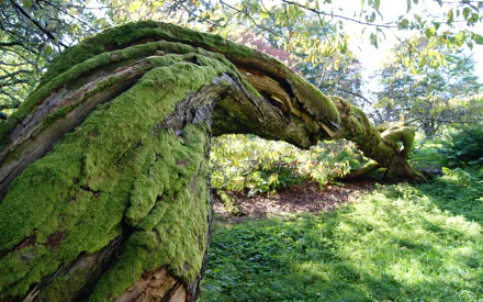 nature twisted tree HD Desktop Wallpaper | Background Image