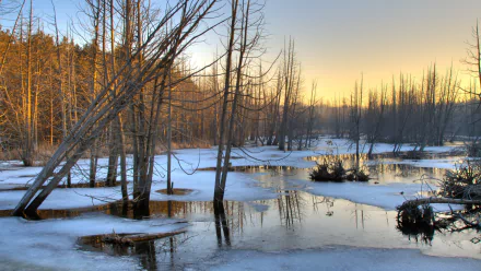 nature swamp HD Desktop Wallpaper | Background Image