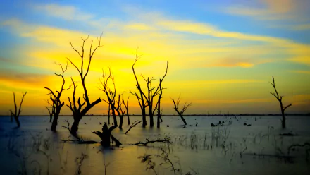 HD PC desktop wallpaper showing a serene swamp with bare trees silhouetted against a vibrant sunset sky in nature.