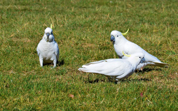  Wild Cockatoos in Lithgow NSW Sydney Australia
