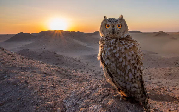 A majestic owl perches on a rocky outcrop as the sun sets behind distant hills, creating a stunning HD desktop wallpaper that captures the beauty of nature.