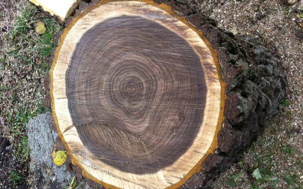 Earth Tree Trees Wood Lumber HD Wallpaper | Background Image
