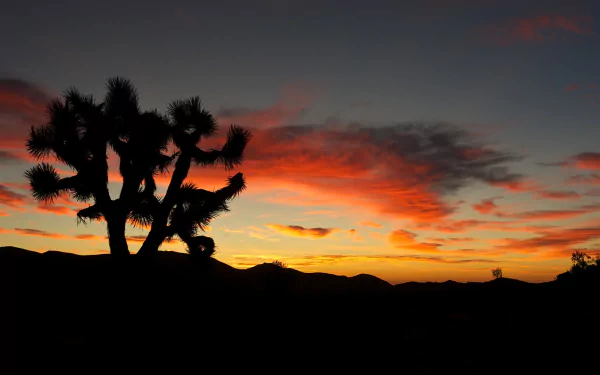 nature Joshua Tree National Park HD Desktop Wallpaper | Background Image