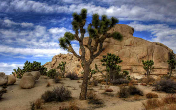 nature Joshua Tree National Park HD Desktop Wallpaper | Background Image
