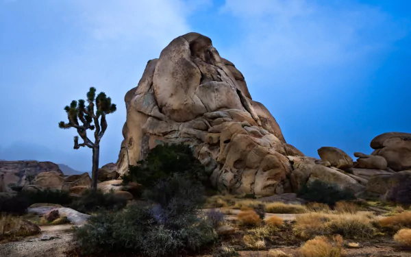 nature Joshua Tree National Park HD Desktop Wallpaper | Background Image