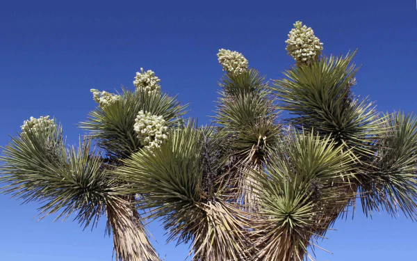 nature Joshua Tree National Park HD Desktop Wallpaper | Background Image