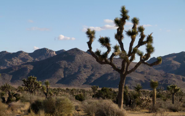 nature Joshua Tree National Park HD Desktop Wallpaper | Background Image