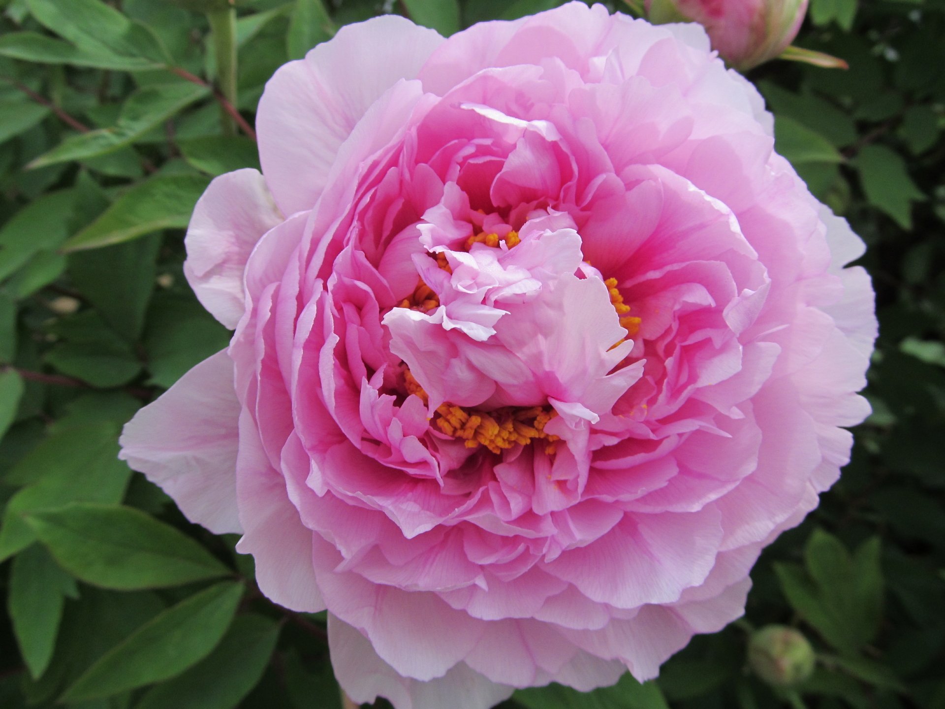 Close-up of a vibrant pink peony flower surrounded by green leaves, captured in 4K Ultra HD as a nature-themed PC desktop wallpaper.