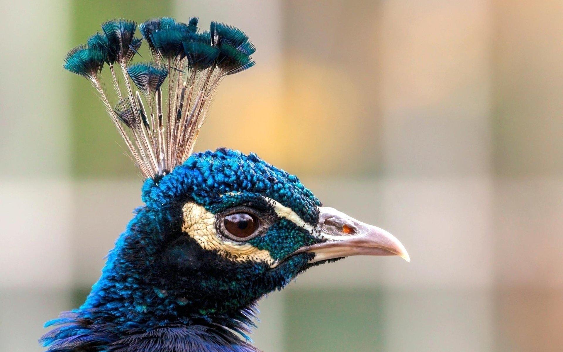 Close-up HD desktop wallpaper of a peacock's head, showcasing its vibrant blue feathers and distinctive crest against a soft, blurred background.