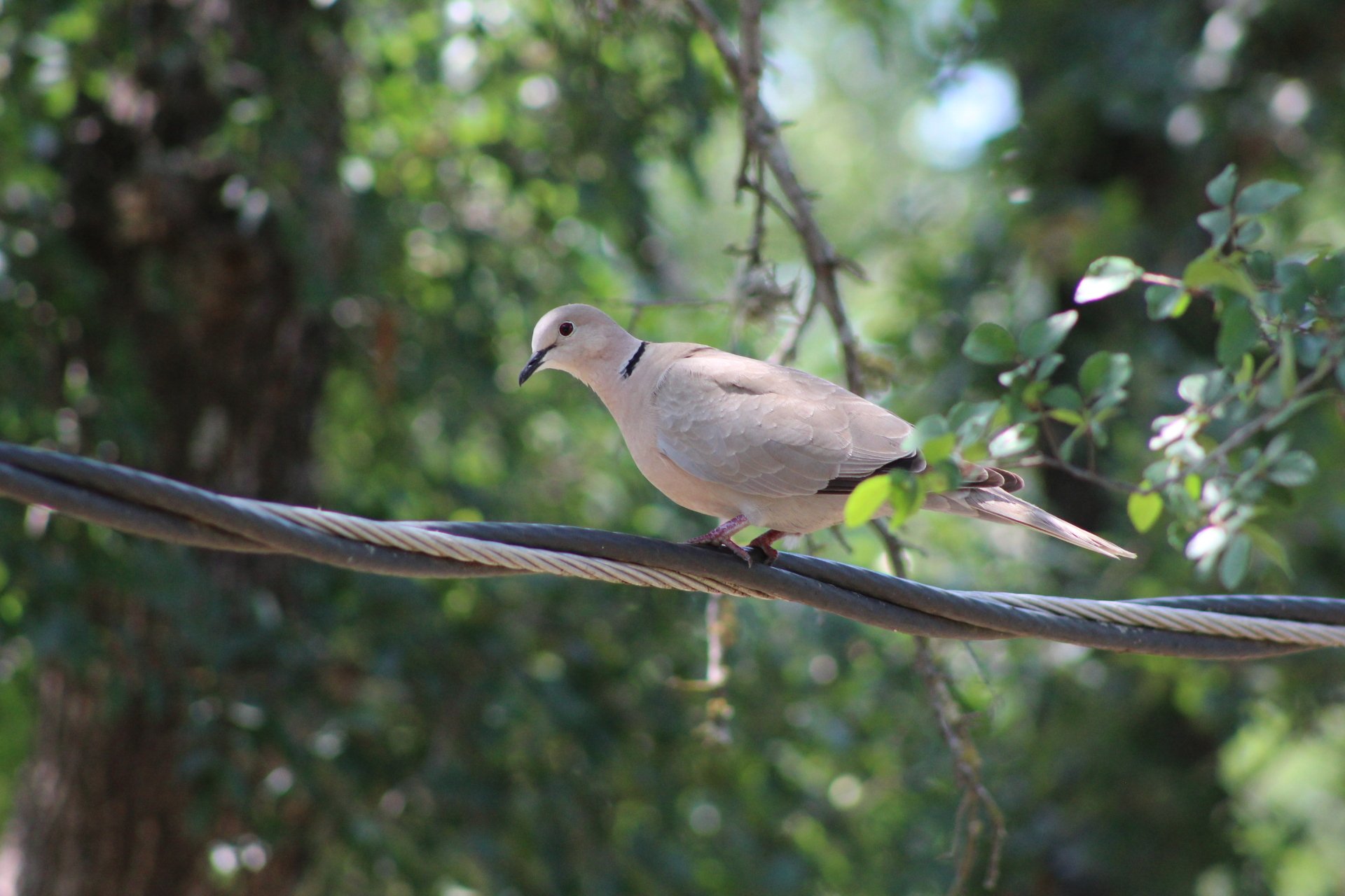 HD PC desktop wallpaper featuring a dove perched on a wire with a blurred green natural background.