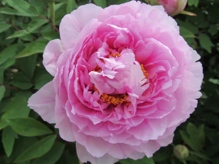 nature peony HD Desktop Wallpaper | Background Image