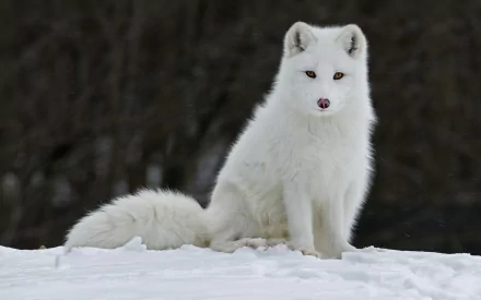 A captivating HD wallpaper featuring an arctic fox sitting gracefully on a snowy landscape, showcasing its stunning white fur against a dark background.