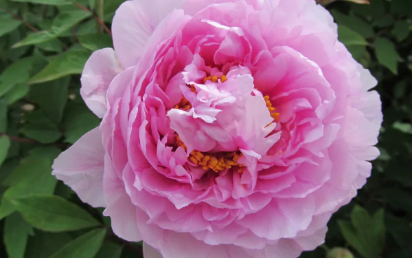 nature peony HD Desktop Wallpaper | Background Image