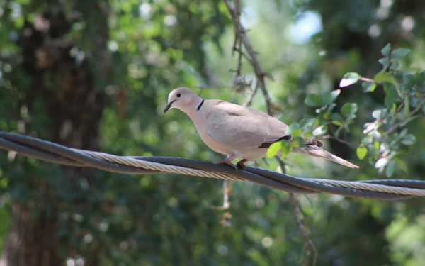HD PC desktop wallpaper featuring a dove perched on a wire with a blurred green natural background.