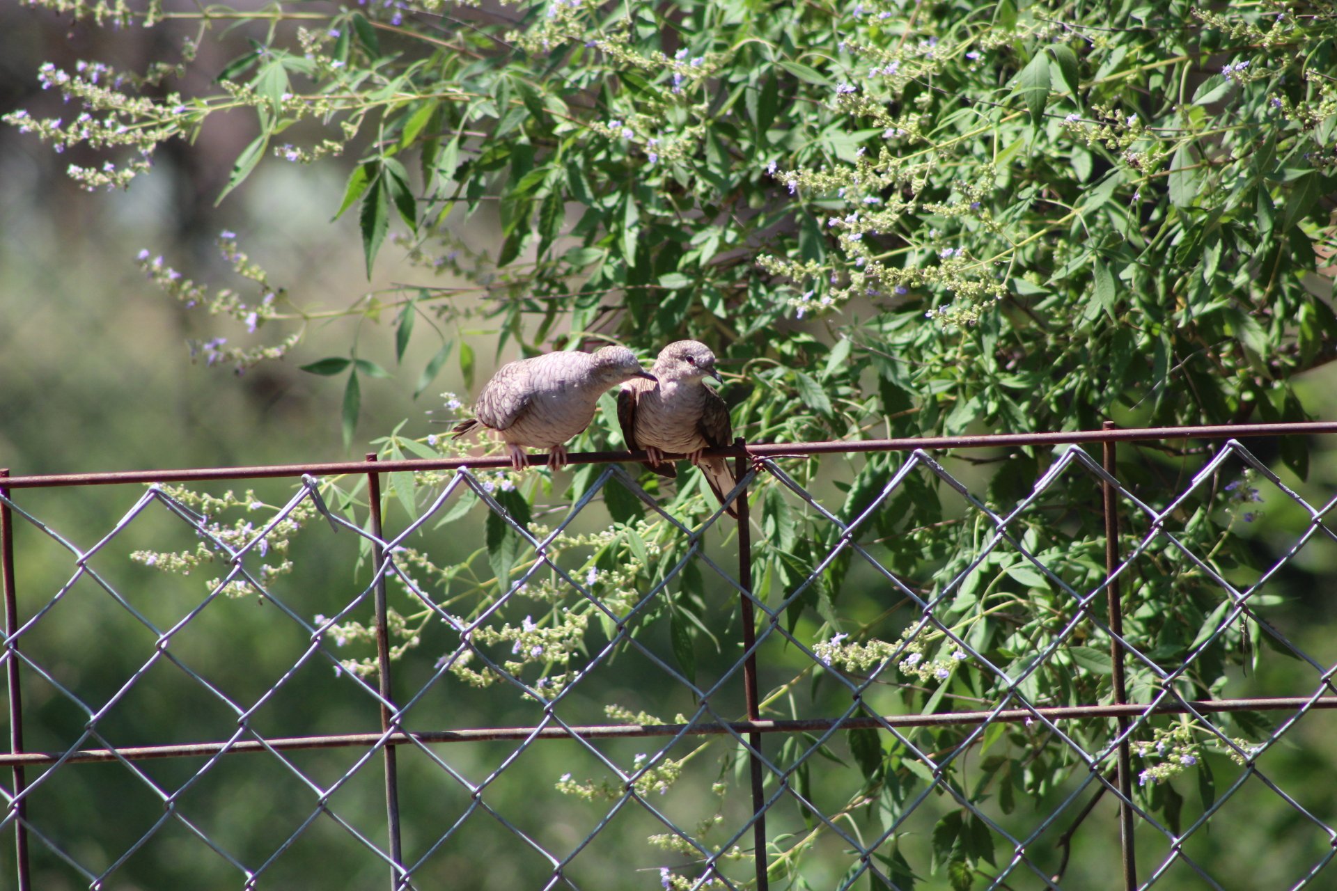 A serene HD desktop wallpaper featuring two doves perched on a fence, surrounded by lush greenery, capturing a moment of tranquility in nature.