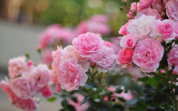 HD wallpaper of a vibrant rose bush with lush pink roses in full bloom, set against a soft-focused natural background.
