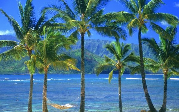Photography Tropical Nature Beach Palm Tree Sea Lake Mountain HD Wallpaper | Background Image