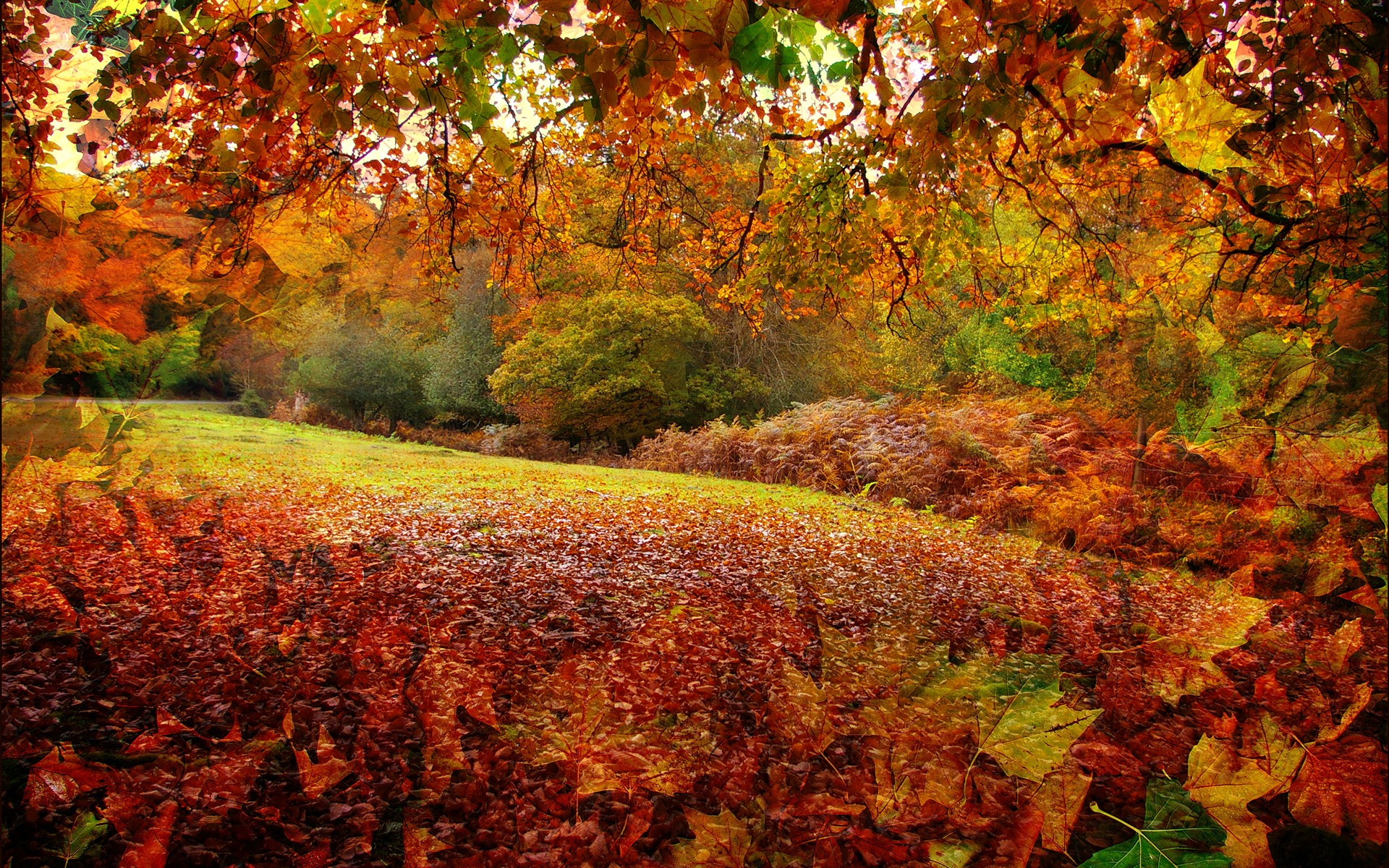 Осенние листья пейзаж