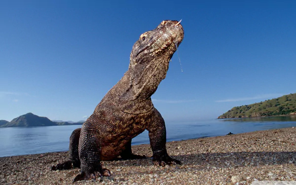 A majestic Komodo dragon stands on a sandy beach, gazing into the distance, with a clear blue sky and tranquil waters in the background. HD desktop wallpaper featuring this remarkable animal.