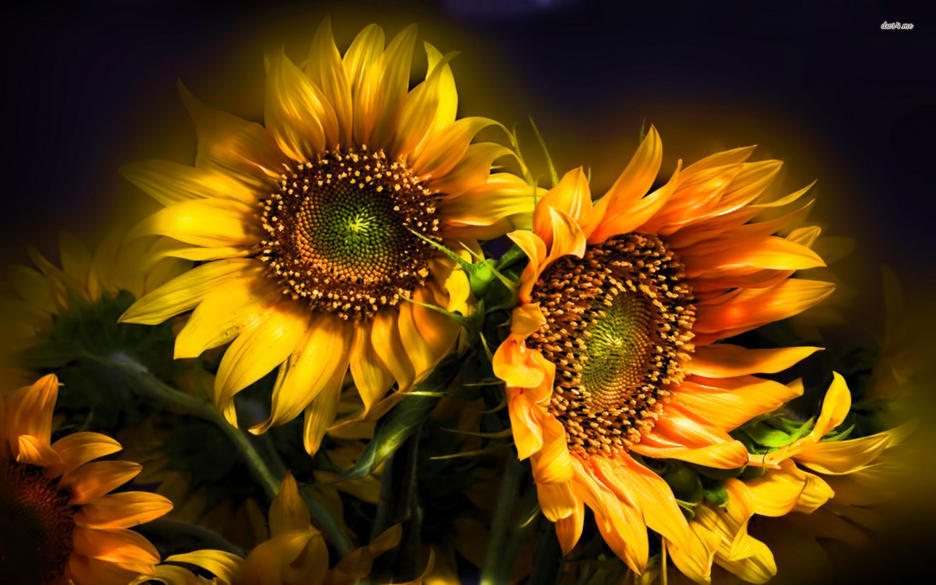 Sunflower HD Wallpaper | Background Image | 1920x1200